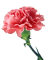 Carnation